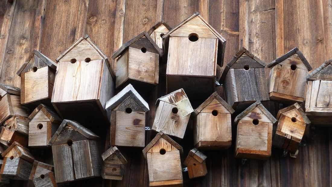 Enhance Your Birdwatching Experience: How Smart Bird Feeders Revolutionize Your Backyard