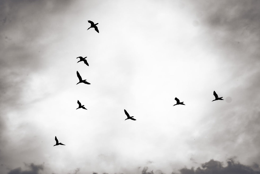 Witnessing Bird Migration: My Journey and Tips for Backyard Birdwatching