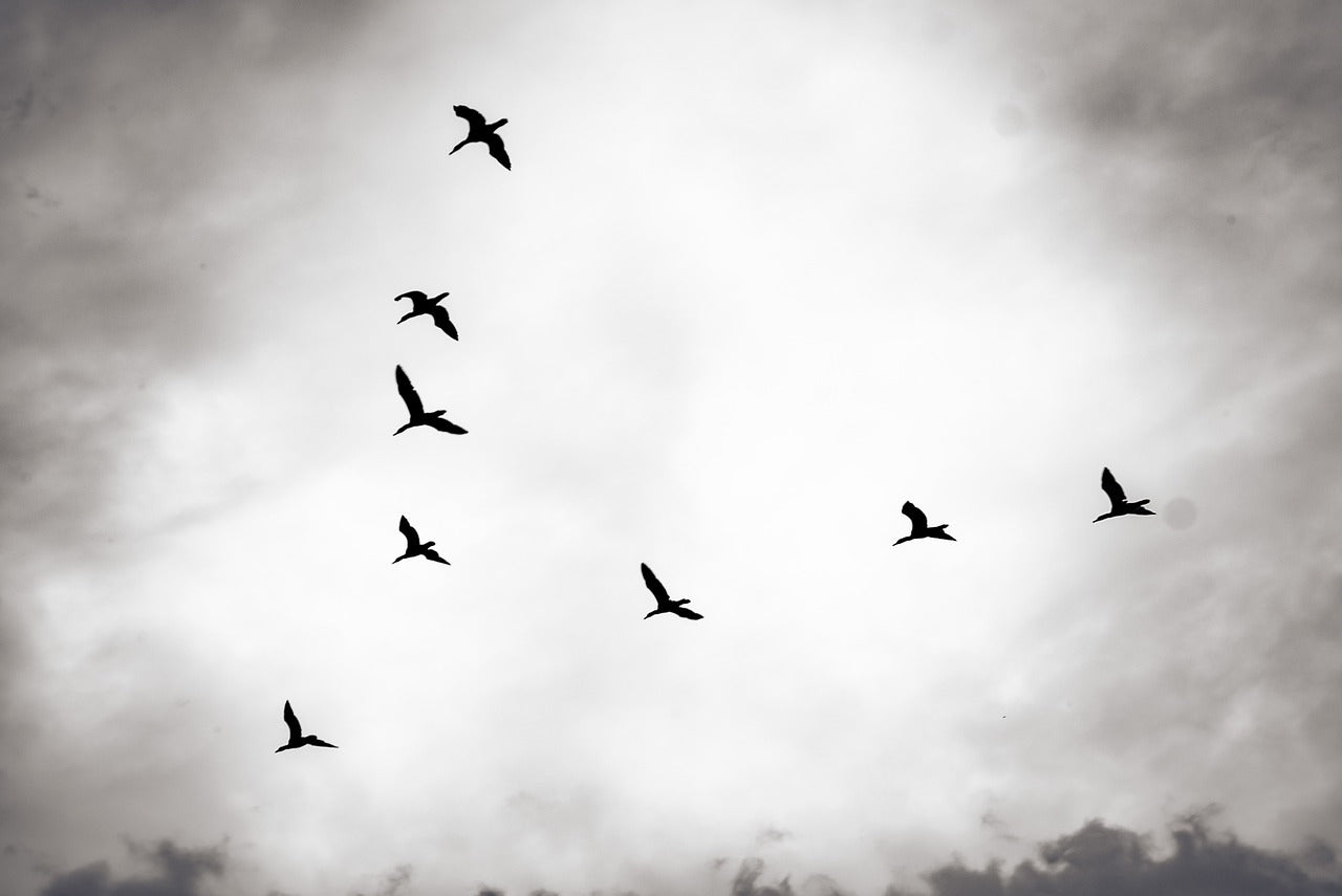 Witnessing Bird Migration: My Journey and Tips for Backyard Birdwatching