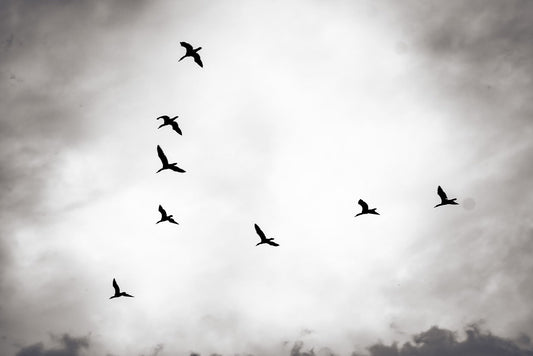 Witnessing Bird Migration: My Journey and Tips for Backyard Birdwatching