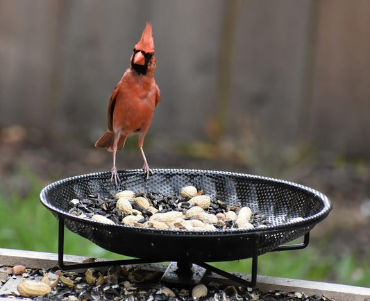 Keep Your Feathered Friends Healthy with the Vakiav Bird Feeder!